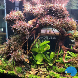 Hygrophila lancea 'Araguaia' (1-2-Grow) 2