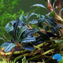 Bucephalandra 'Kedagang' 