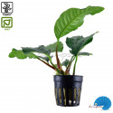 Anubias barteri var. coffefolia