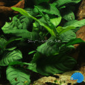 Anubias barteri var. coffefolia