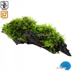 Vesicularia dubyana Christmas Moss on wood