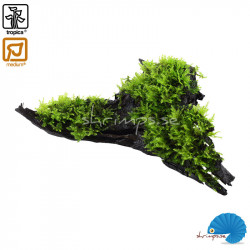 Vesicularia dubyana Christmas Moss on wood 2