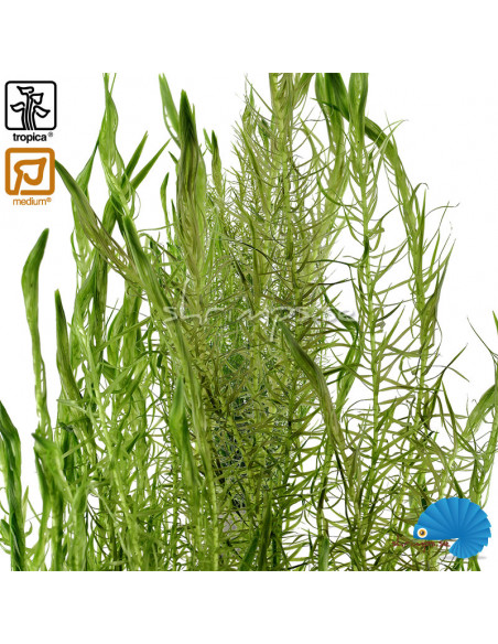 Mayaca Fluviatilis