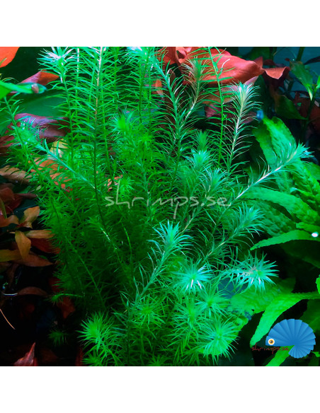 Mayaca Fluviatilis