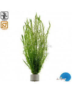 Mayaca Fluviatilis