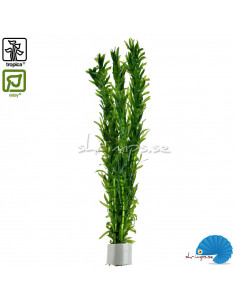 Egeria Densa ' waterweed'