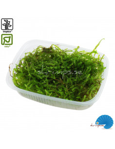Taxiphyllum 'Java' Portion 2