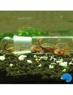 Planaria Glas Catch Pen 2