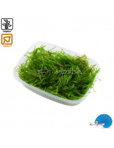 Vesicularia ferriei - Weeping moss - Portion 2