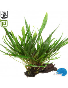 Microsorum Pteropus på rot