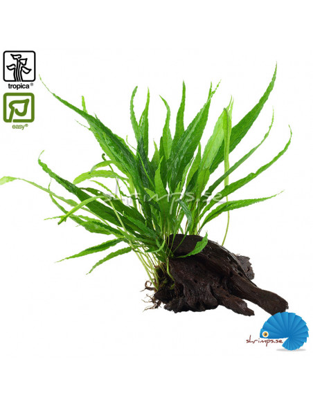 Microsorum Pteropus på rot