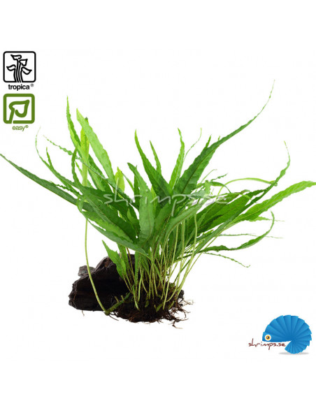 Microsorum Pteropus på rot