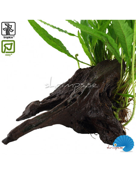 Microsorum Pteropus på rot