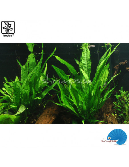 Microsorum Pteropus på rot