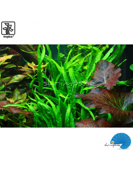 Microsorum Pteropus 'narrow' på rot | Akvarieväxter | Shrimps.se