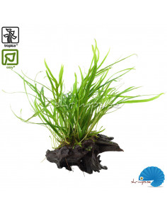 Microsorum Pteropus 'Trident' på rot 2