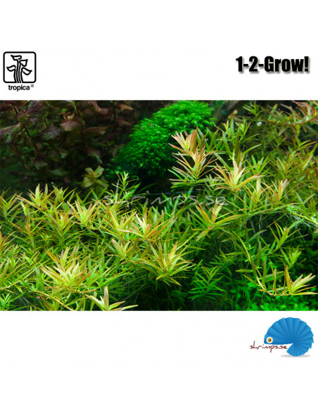 Rotala rotundifolia 'H'ra' (1-2-Grow)