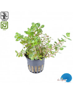 Rotala Rotundifolia