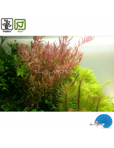 Rotala Rotundifolia 2