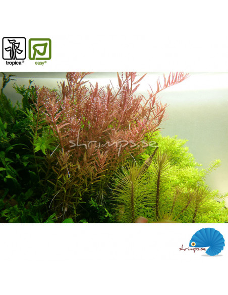 Rotala Rotundifolia