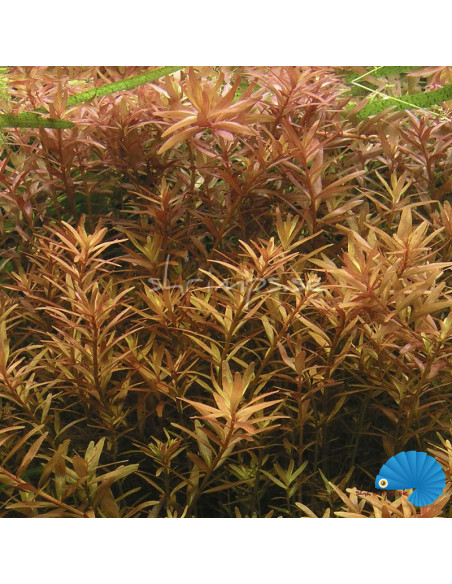 Rotala Rotundifolia