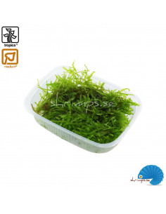 Vesicularia Dubyana - Christmas moss - Portion 2