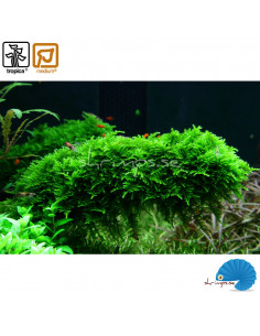 Vesicularia Dubyana - Christmas moss - Portion