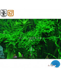 Vesicularia ferriei - Weeping moss - Portion