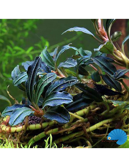 Bucephalandra 'Kedagang' (1-2-Grow)