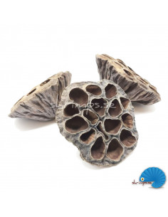 Lotus pod 6-8 cm 2
