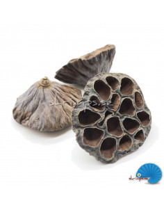 Lotus pod 6-8 cm