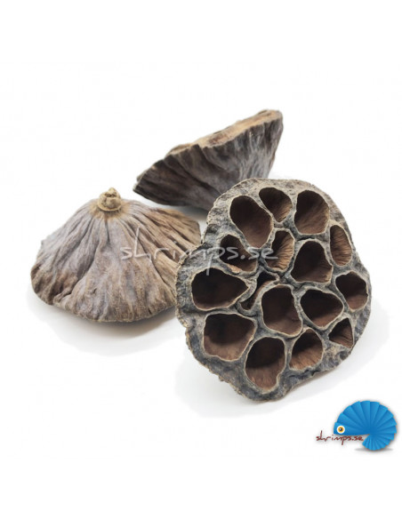 Lotus pod 6-8 cm