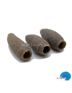 Savu pod / Jequitiba 6-9cm 2