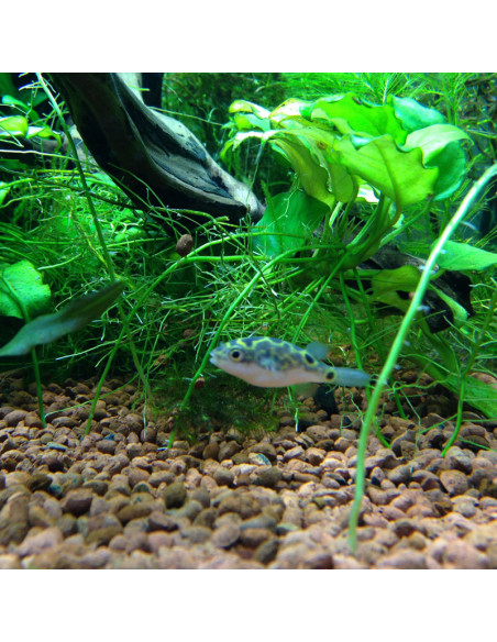 ECS -Easy Care Substrate 3L