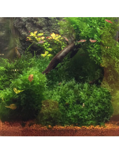 ECS - Easy Care Substrate 5L 2