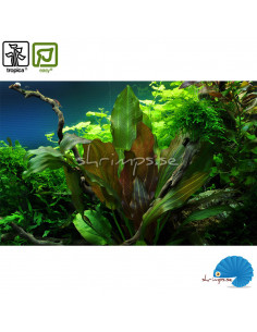 Echinodorus 'Reni' (1-2-Grow) 2