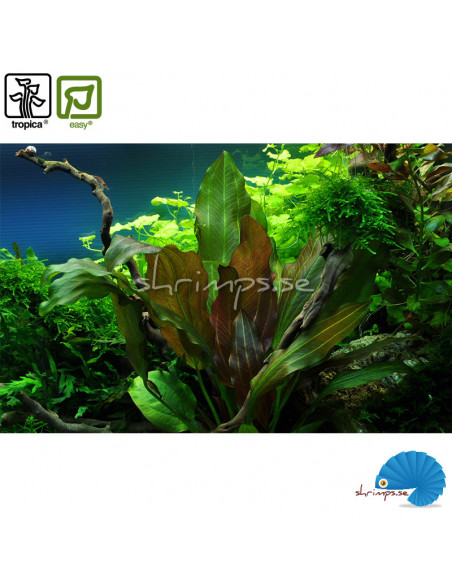 Echinodorus 'Reni' (1-2-Grow)