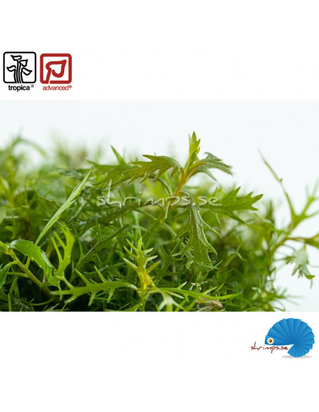 Proserpinaca palustris 'Cuba'