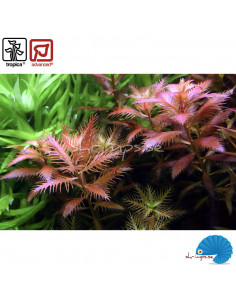 Proserpinaca palustris 'Cuba' (1-2-Grow) 2