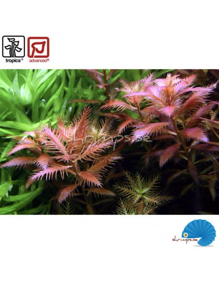 Proserpinaca palustris 'Cuba'
