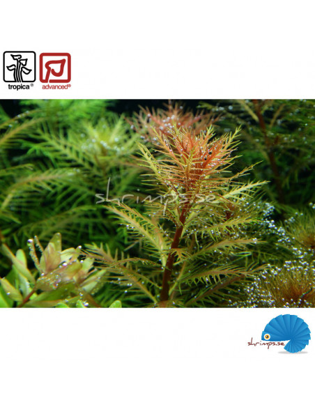 Proserpinaca palustris 'Cuba'
