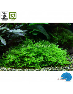 Tropica - Spikymossa (1-2-Grow)
