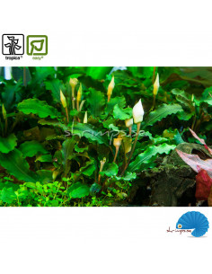 Bucephalandra pygmea 'Bukit Kelam' - (1-2-Grow) 2