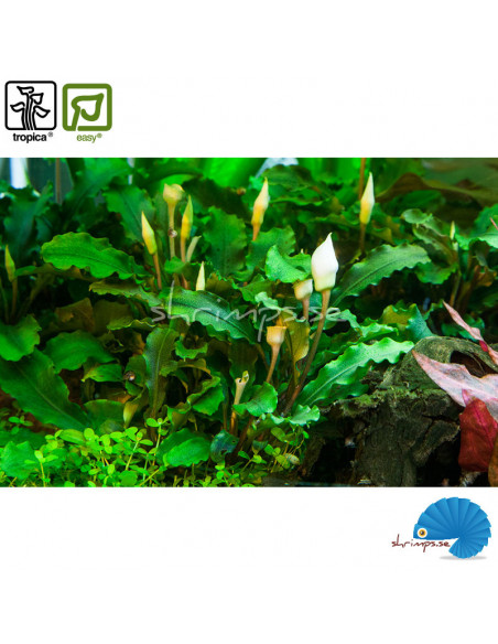 Bucephalandra pygmea 'Bukit Kelam' - (1-2-Grow)