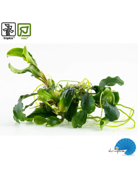 Bucephalandra pygmea 'Bukit Kelam' - (1-2-Grow)