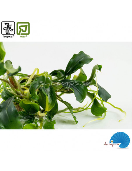 Bucephalandra pygmea 'Bukit Kelam' - (1-2-Grow)