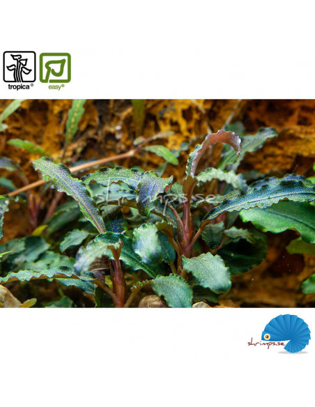 Bucephalandra 'Kedagang' (1-2-Grow)