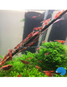 Shrimps forever Shrimp Lolly Mix Pack 2
