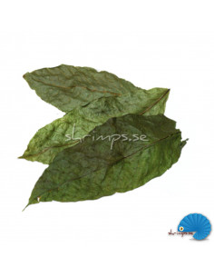 Shrimp Nature - Walnut  leaf