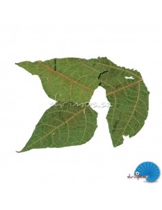 Shrimp Nature - Papaya leaf
